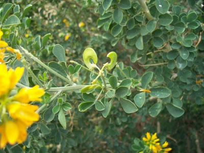 Medicago arborea,
alfalfa arbórea,
alfalfa-gigante,
amourette jaune,
Baumschneckenklee,
Erba medica arborea: Ginestrone,
luzerne arborescente,
moon trefoil,
tree medic,
Tree Medick