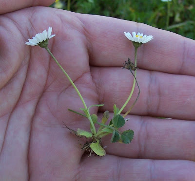 Bellis annua,
Annual Daisy,
Ciuriddu jancu,
Pratolina annuale