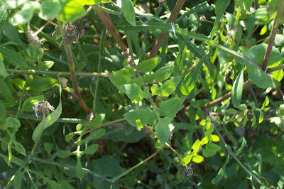 Sonchus tenerrimus,
cerraja menuda,
Fiedrige Gänsedistel,
Grespino sfrangiato,
laiteron délicat,
serralha,
Slender Sow Thistle,
slender sowthistle