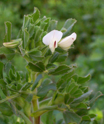 Ononis biflora,
Ononide a due fiori,
Two Flowered Restharrow