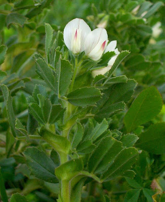Ononis biflora,
Ononide a due fiori,
Two Flowered Restharrow