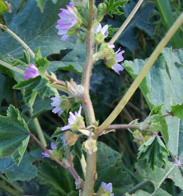 Malva nicaeensis,
bull mallow,
Malva scabra,
Southern Mallow