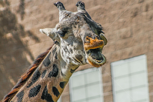 Funny one dude. by John Forrant - Animals Other