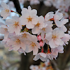 Sakura Wallpapers by Right Brain Mobile