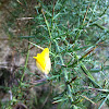 Gorse bush