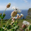 Colleja marina. Sea campion