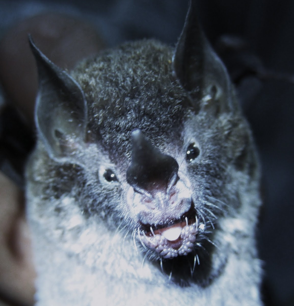 Leaf-nosed Bat