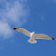 Ring-billed Gull