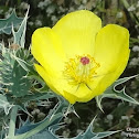 Mexican Prickly Poppy