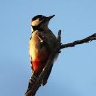 The Great-spotted Woodpecker