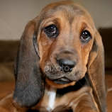 I'm a Hound Dog by Nikki Spencer -  