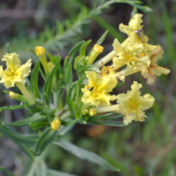 Fringed Puccoon | Project Noah