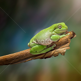 silent by Robert  Fly - Animals Amphibians
