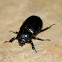 Black Maize Beetle