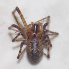 Hammock Spider (female)