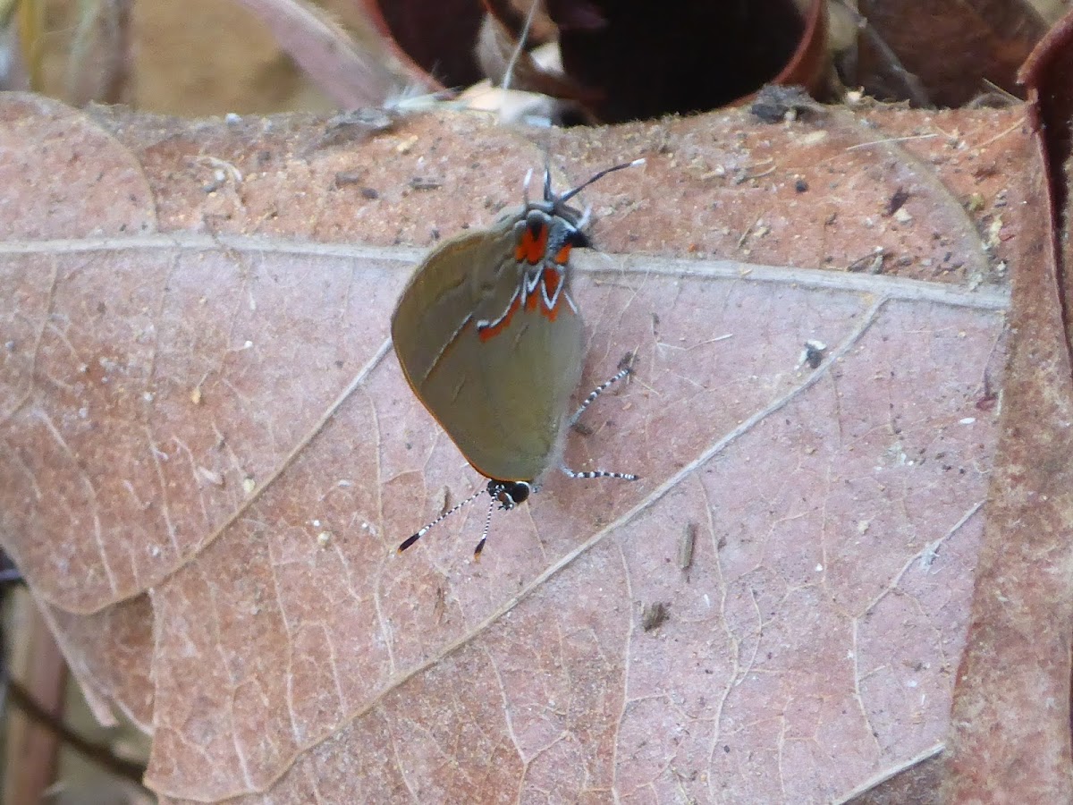 Groundstreak Butterfly