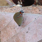 Groundstreak Butterfly
