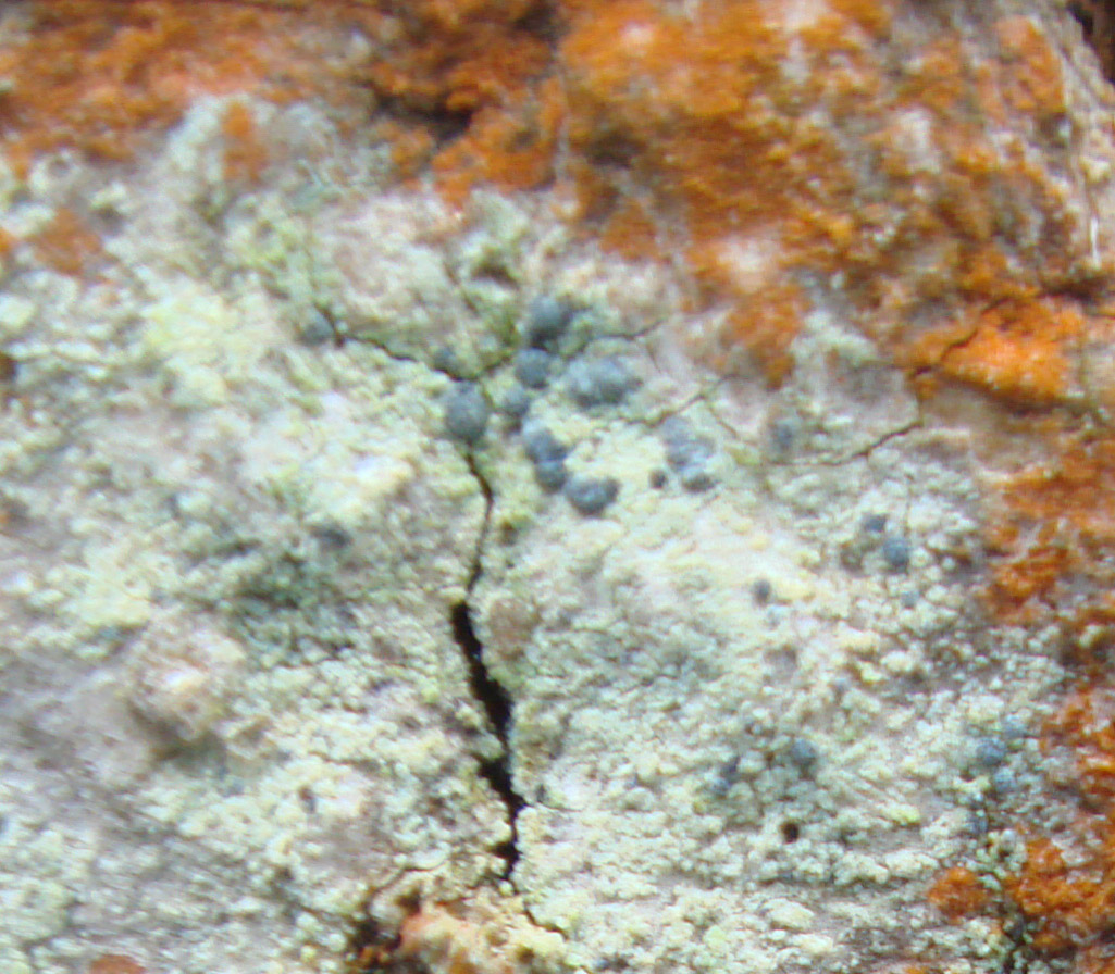Frosted Grain-spored Lichen