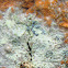 Frosted Grain-spored Lichen