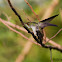 White-bellied Emerald