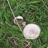 Cortinarius mushroom