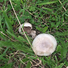 Cortinarius mushroom