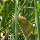 Berger's Clouded Yellow