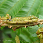 Larvae of Common Acacia Blue