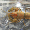 Common Crayfish