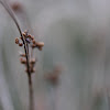 Juncus