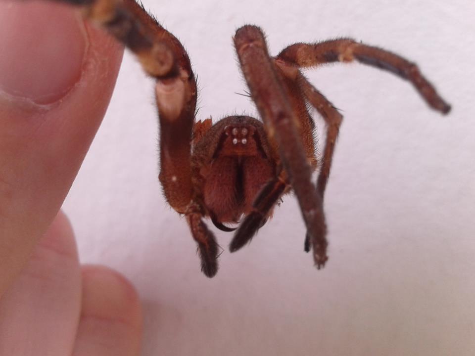 Brazilian Wandering Spider/Banana Spider [Exoskeleton]