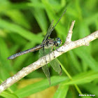 Great blue skimmer dragonfly