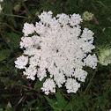 Queen Anne's lace, Bishop's lace, wild carrot or birds nest.
