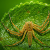 Lynx Spider