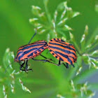 Italian Striped-Bug or Minstrel Bug