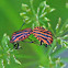 Italian Striped-Bug or Minstrel Bug