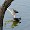 Spot billed duck