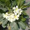 indian jasmine