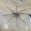 Fishing Spider