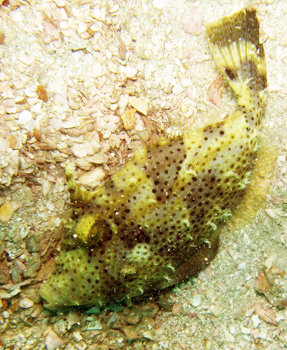 Strapweed filefish