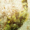 Strapweed filefish