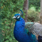 Indian Peafowl