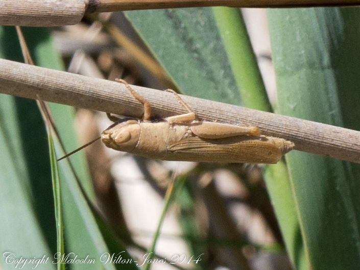 Marsh Grasshopper