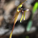 Small Wasp Orchid