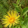 Elecampane