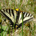 Tiger swallowtail(Western)