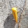 Yellow Leafhopper