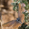 Long Tailed Blue