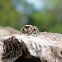 Jumping Spider (Oregon)