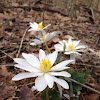 Bloodroot